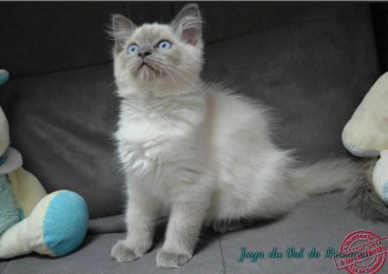 chaton blue colourpoint  - Chatterie Ragdolls du Val de Beauvoir